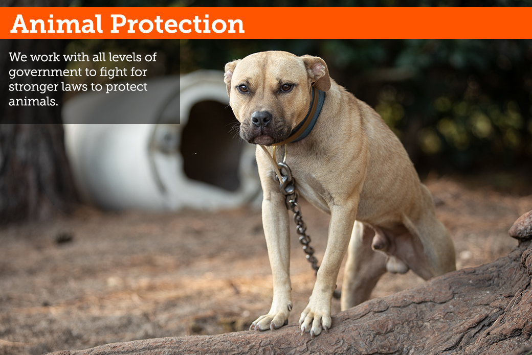 Animal protection