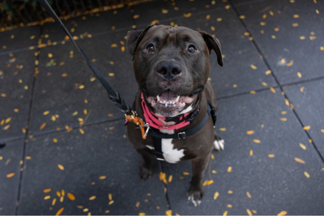 A black dog looking up and smiling