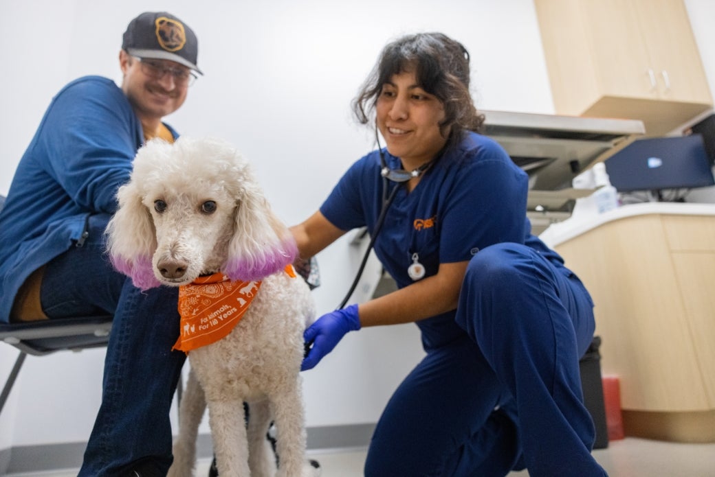 A white Poodle receiving a medical exam, standing by their owner.