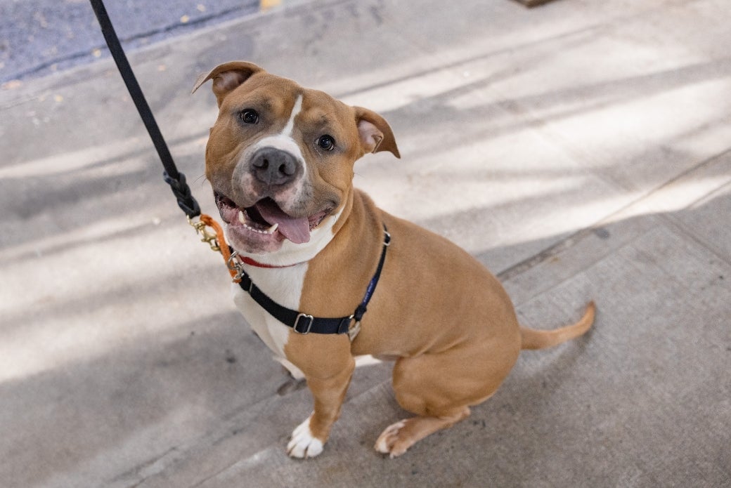 A brown-and-white dog sitting on a sidewalk, tongue hanging out