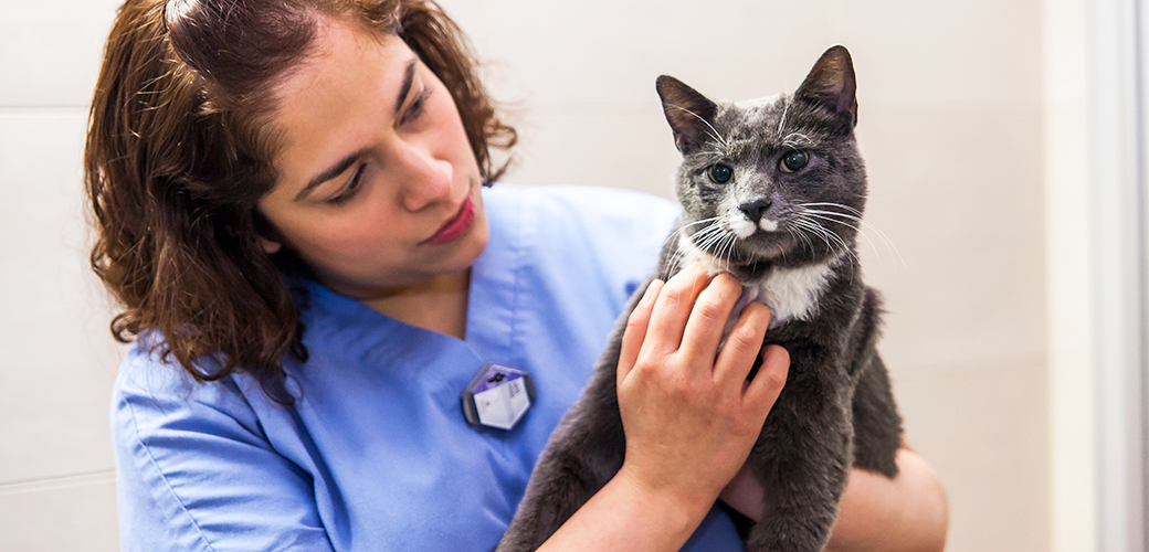 signs of illness in a cat