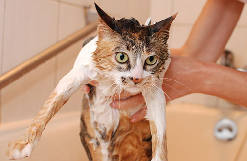 bathing a cat