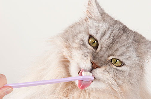 happy cat toothbrush