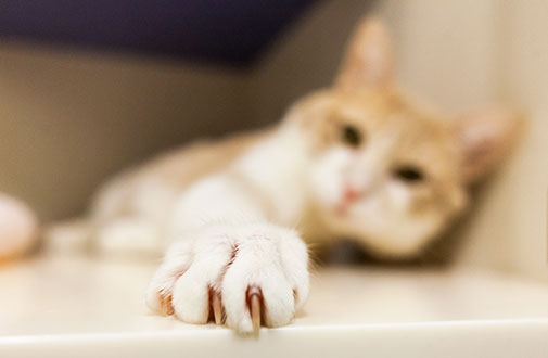 cat toe nails