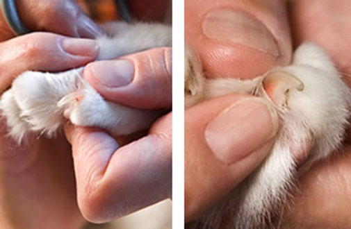 cat toe nails