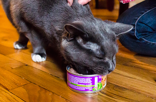 senior cat eating kitten food