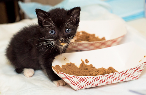 baby cat kibble