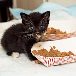 what to give a baby kitten to eat