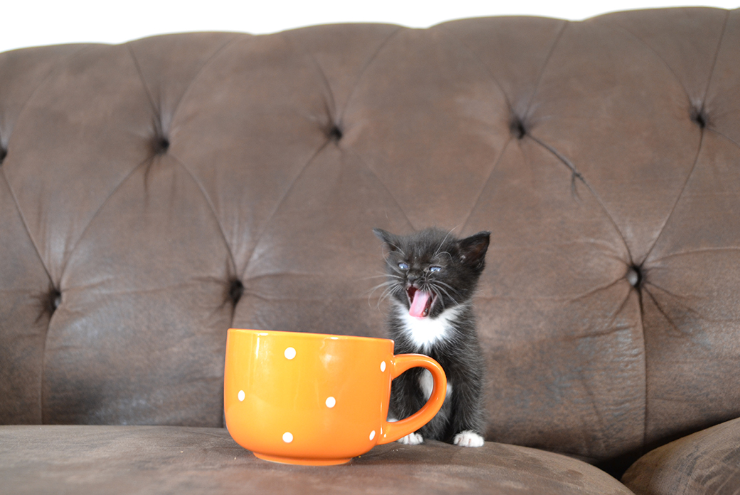 a kitten looking at a cup with its mouth open