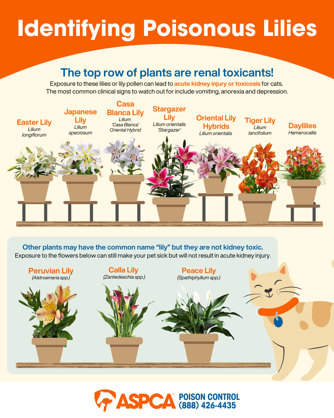 Which Lilies Are Toxic to Pets? | ASPCA