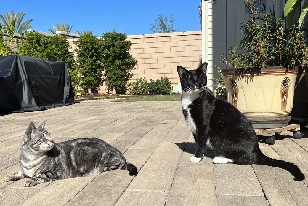 Cats on patio