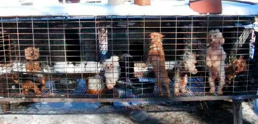 are puppy mills legal