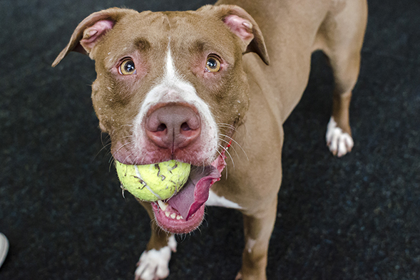 Brown and white pit bull with tennis ball in her mouth
