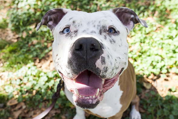 White and tan pit bull with spots