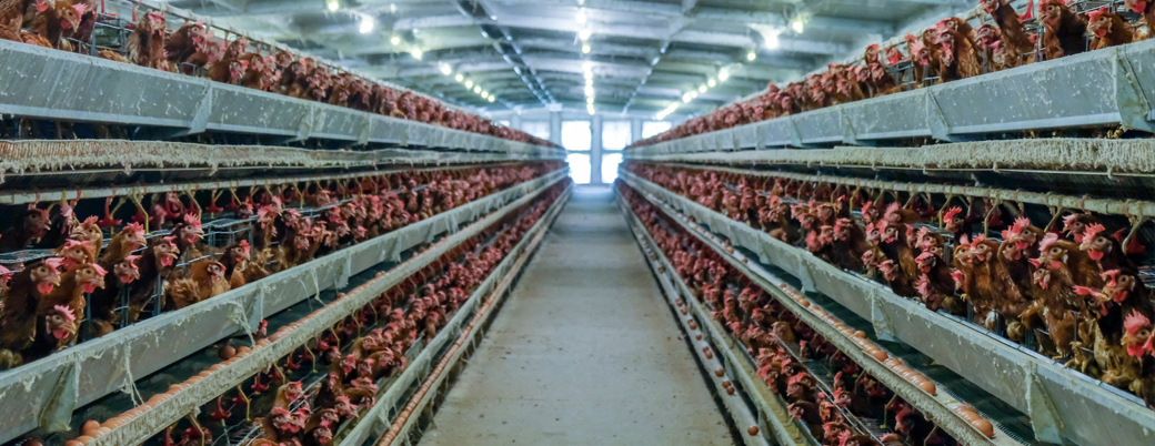 Hundreds of chickens on factory farm