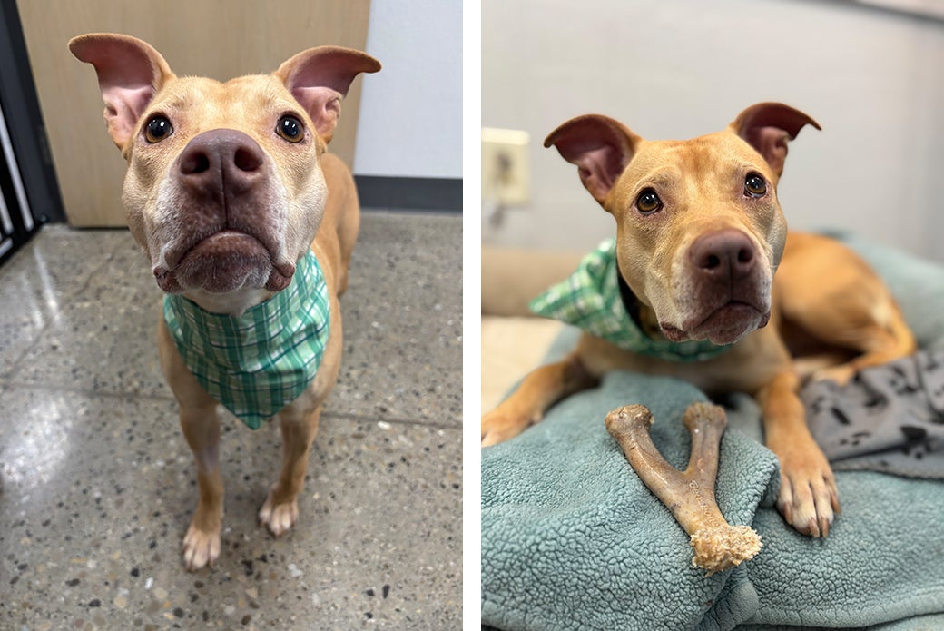 Where to Put My Dog Up for Adoption: Top Trusted Options Revealed