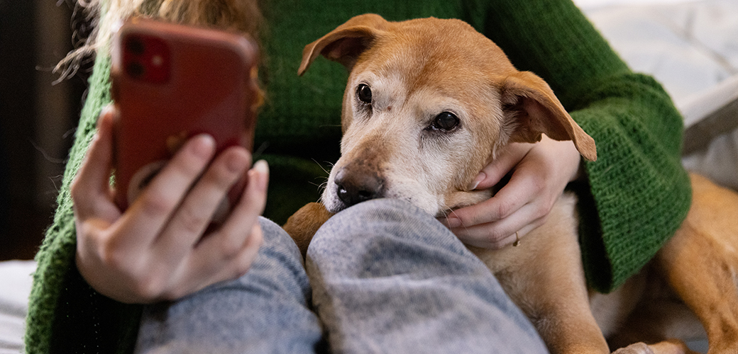 an older dog on a woman's lap looking at her phone
