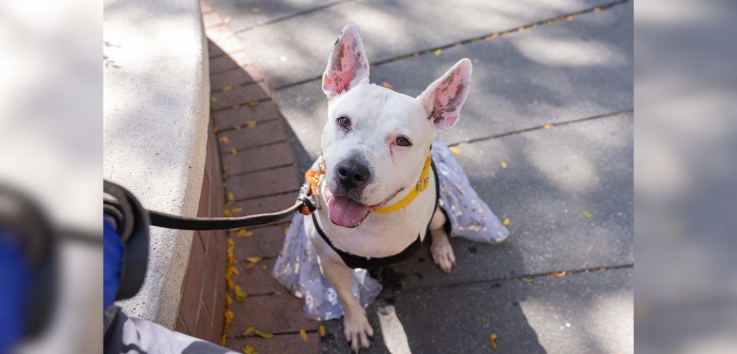 A white dog smiling and looking up