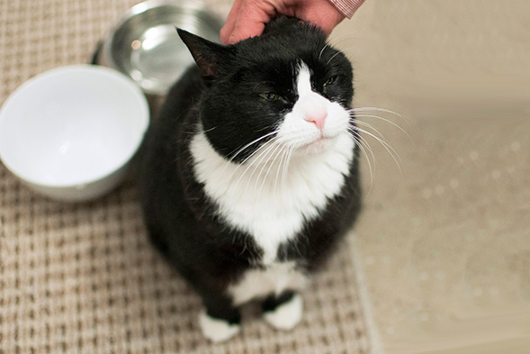 This Adopt a Shelter Cat Month, Consider Bringing Home a Senior Kitty