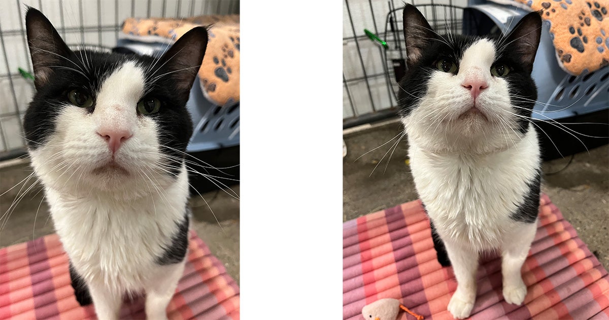Cookie is looking for a friend