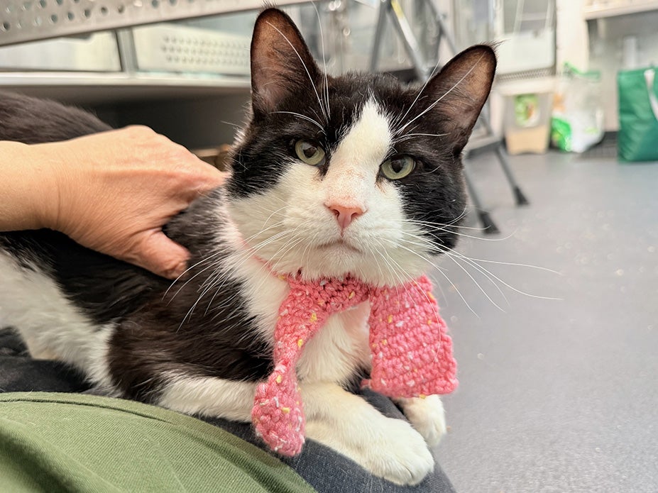 Cookie looking sharp in a scarf