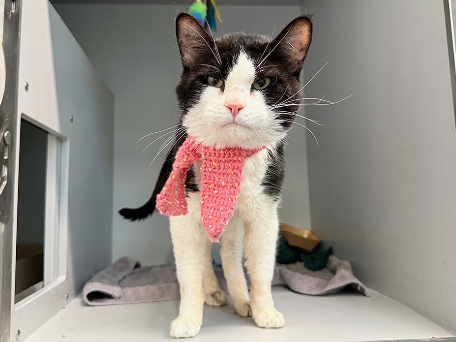 Cookie modeling a scarf