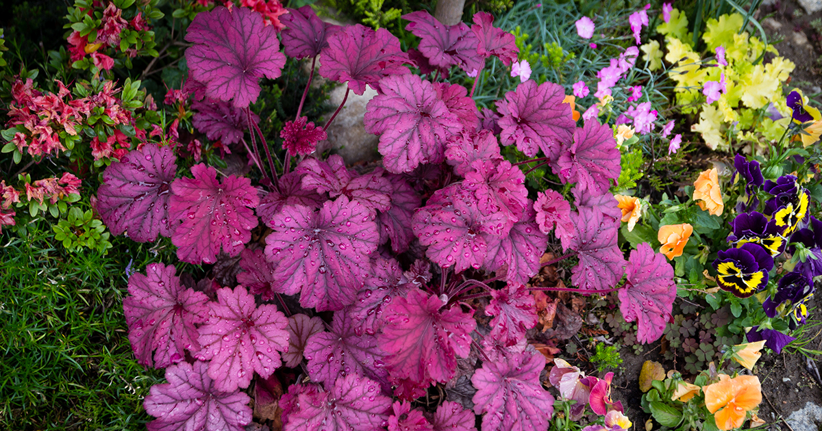 coral bells toxic to dogs