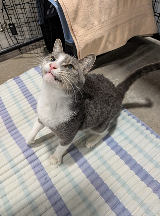 Lentil