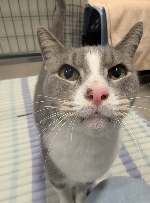 Lentil