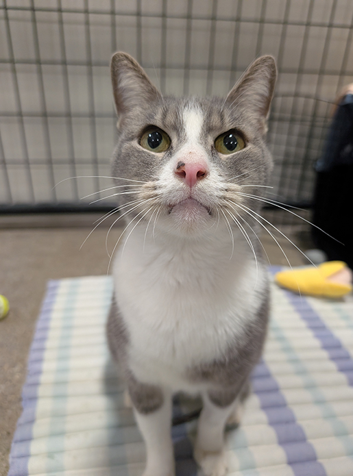 Lentil
