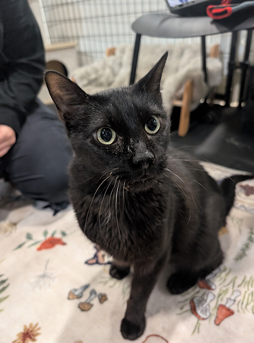 Nyx