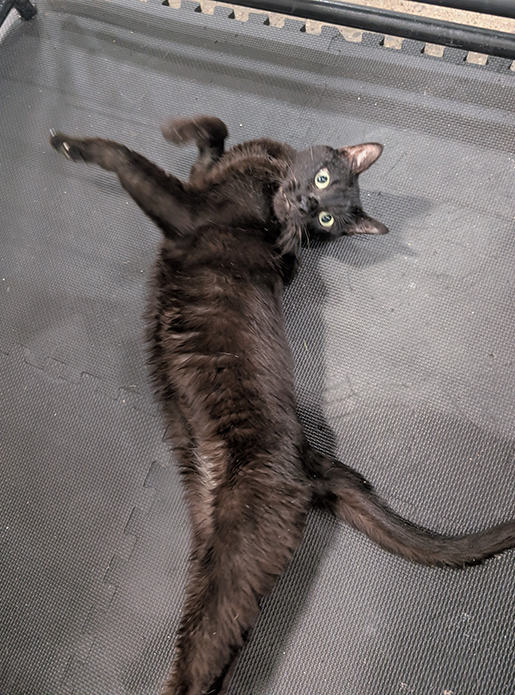 Nyx