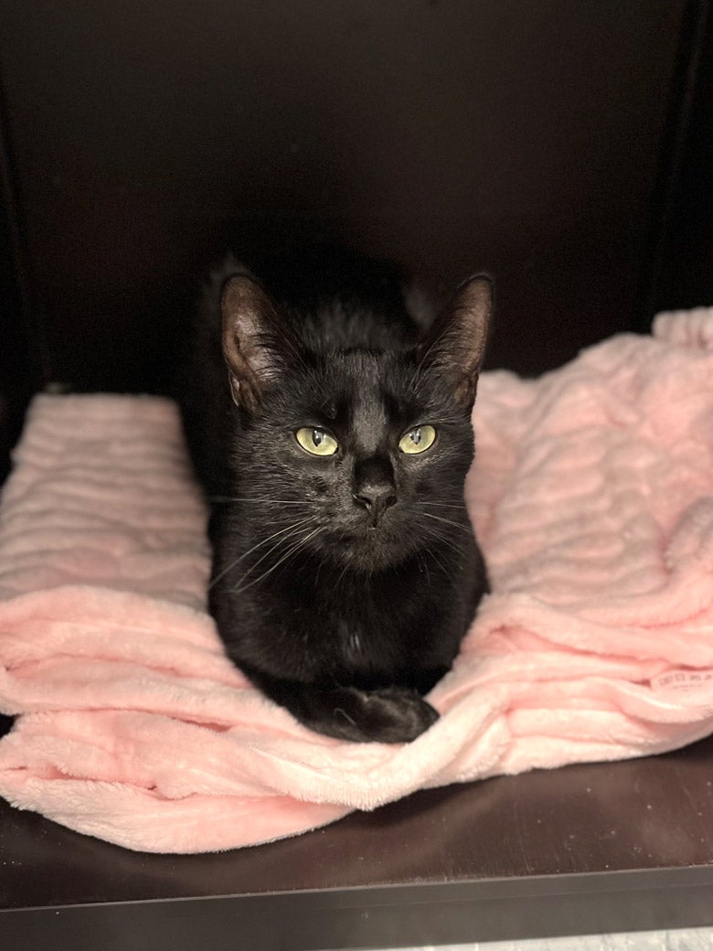 Blanket on a towel