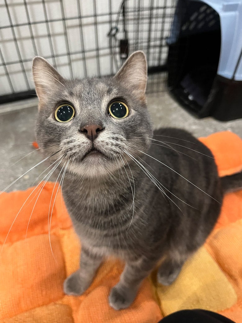 Kemuri the cat