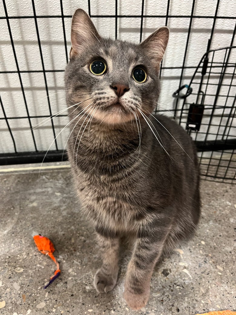 Kemuri the cat