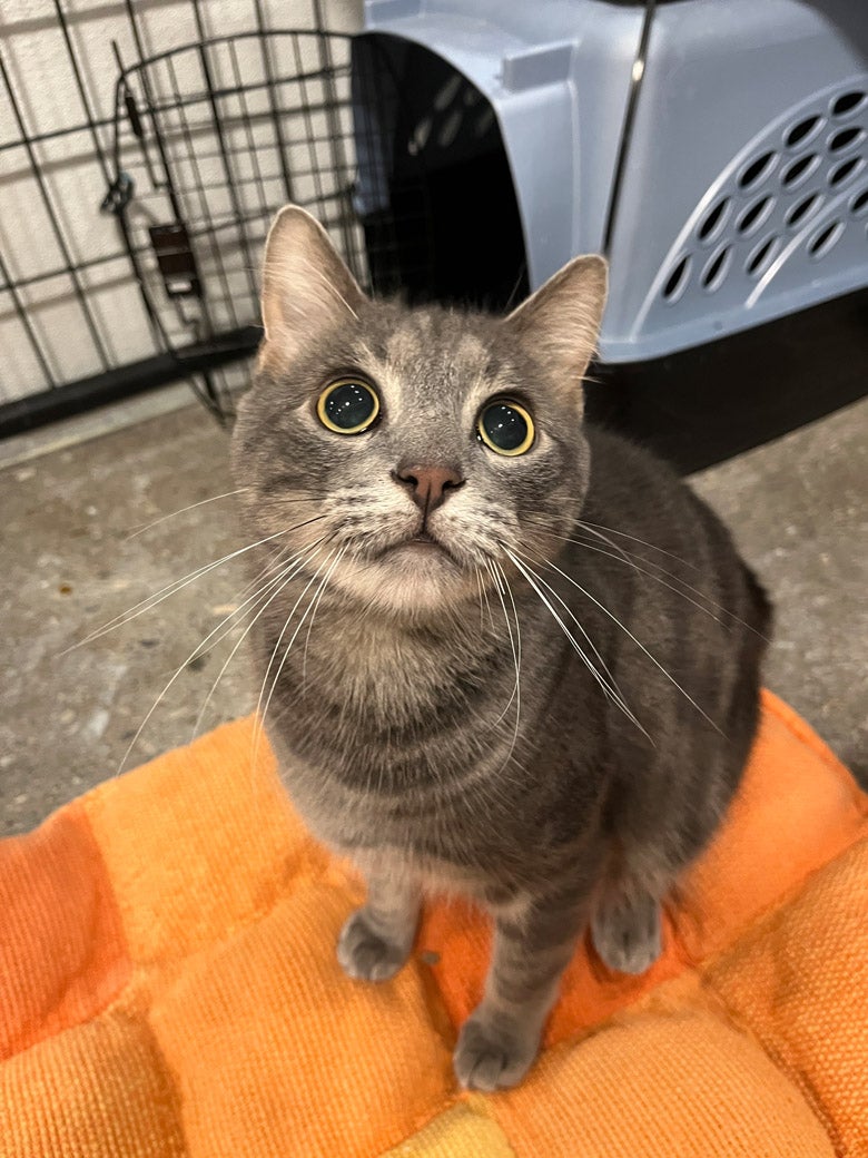 Kemuri the cat
