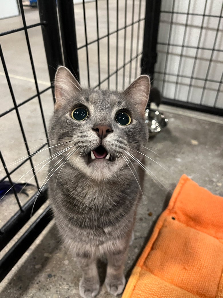 Kemuri the cat