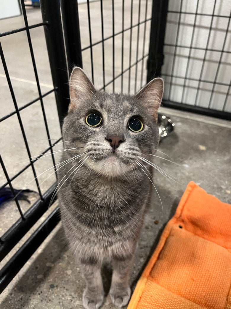 Kemuri the cat