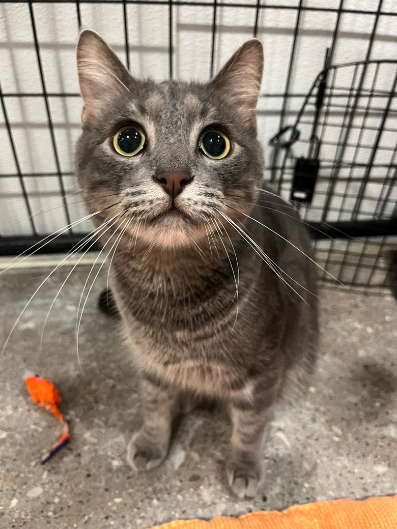 Kemuri the cat
