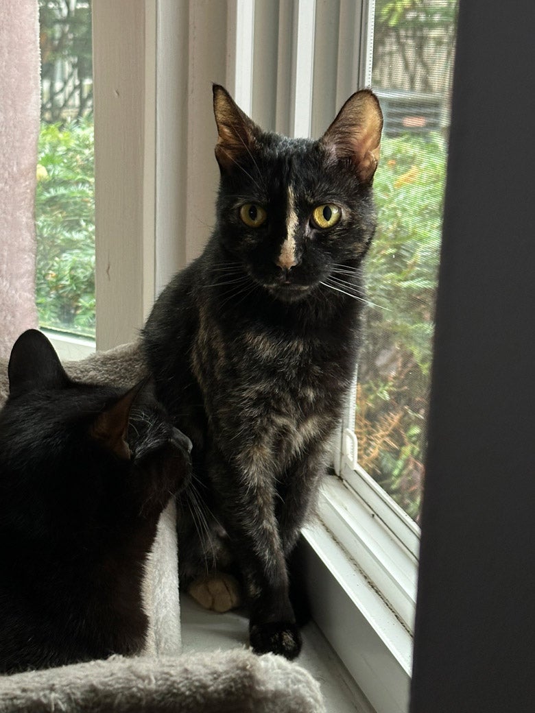 S'more the cat