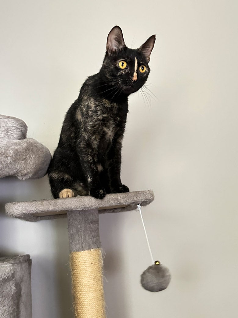 S'more the cat