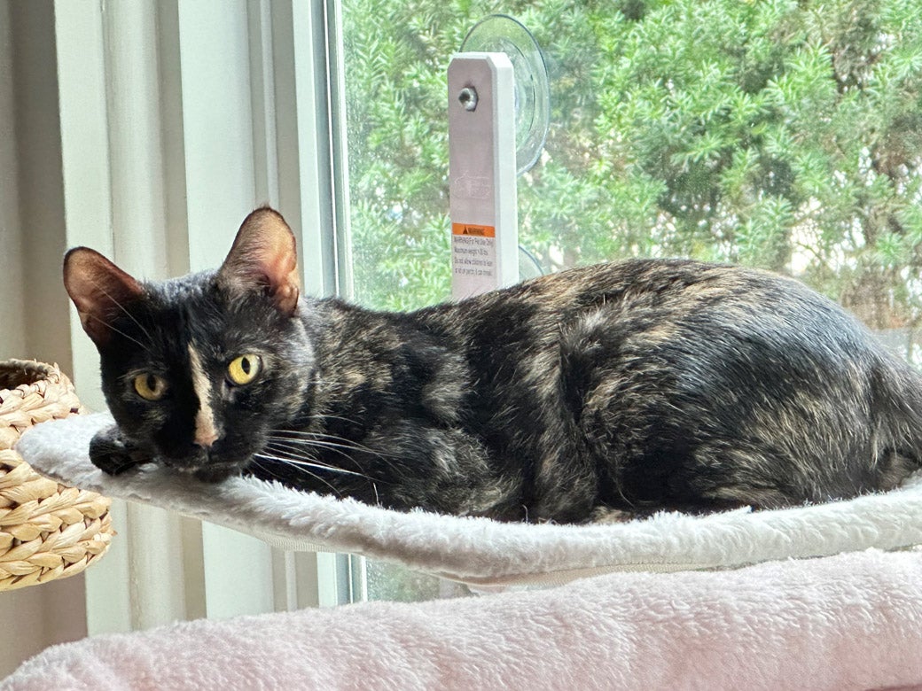 S'more the cat