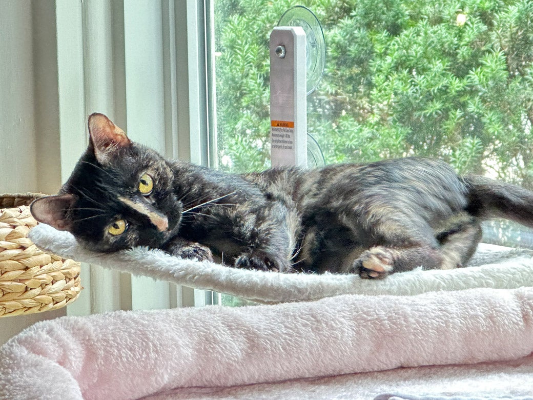 S'more the cat