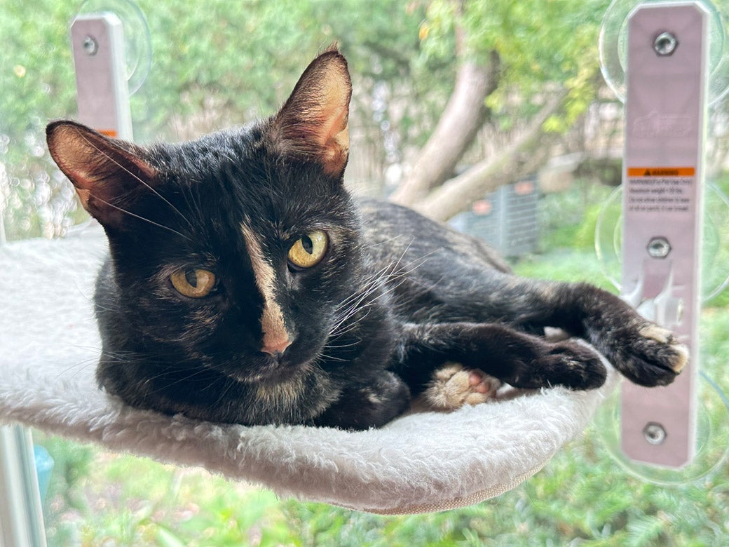 S'more the cat