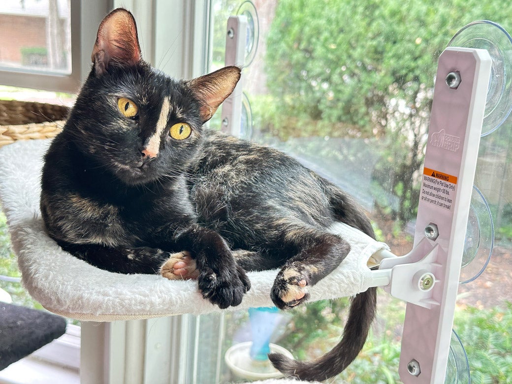 S'more the cat