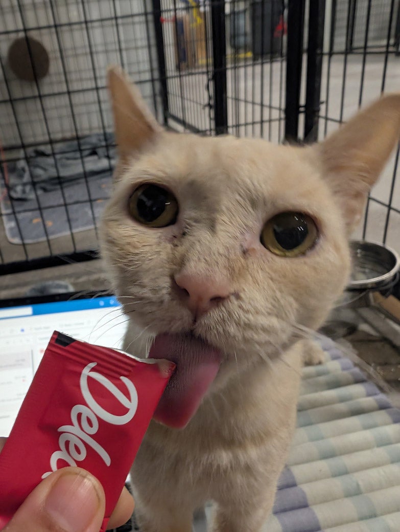 Sunscreen the cat