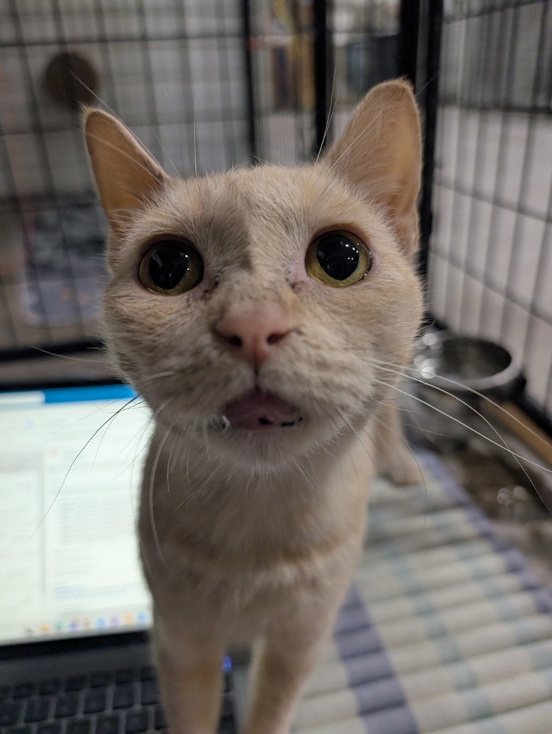 Sunscreen the cat