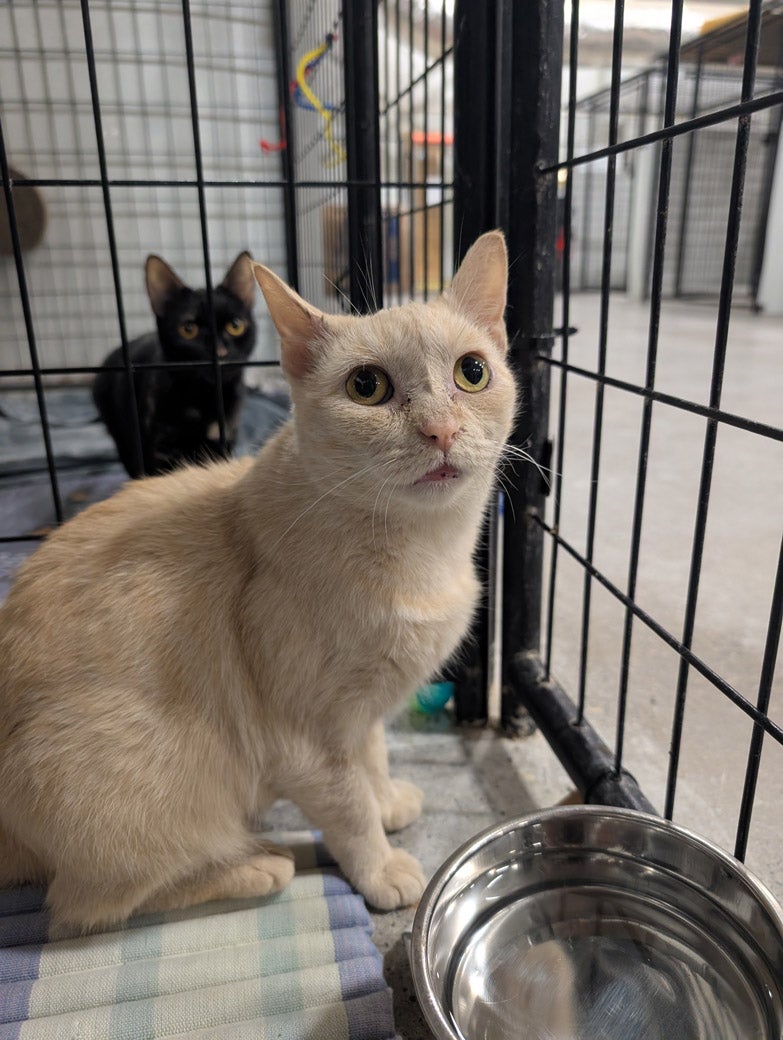 Sunscreen the cat