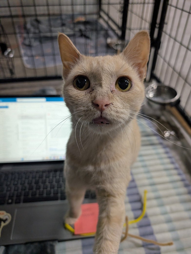 Sunscreen the cat