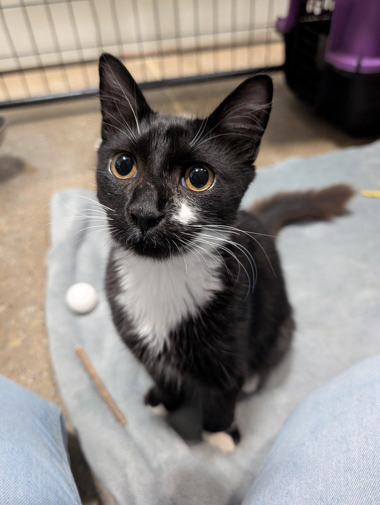 Olympic the cat is ready to be adopted!